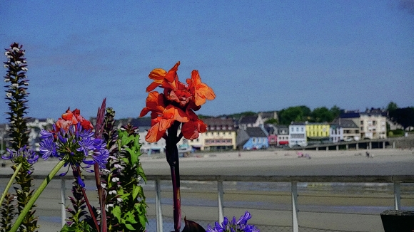 Ne dédaignez pas ces fleurs