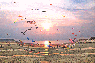 CommeLesCerfsVolants